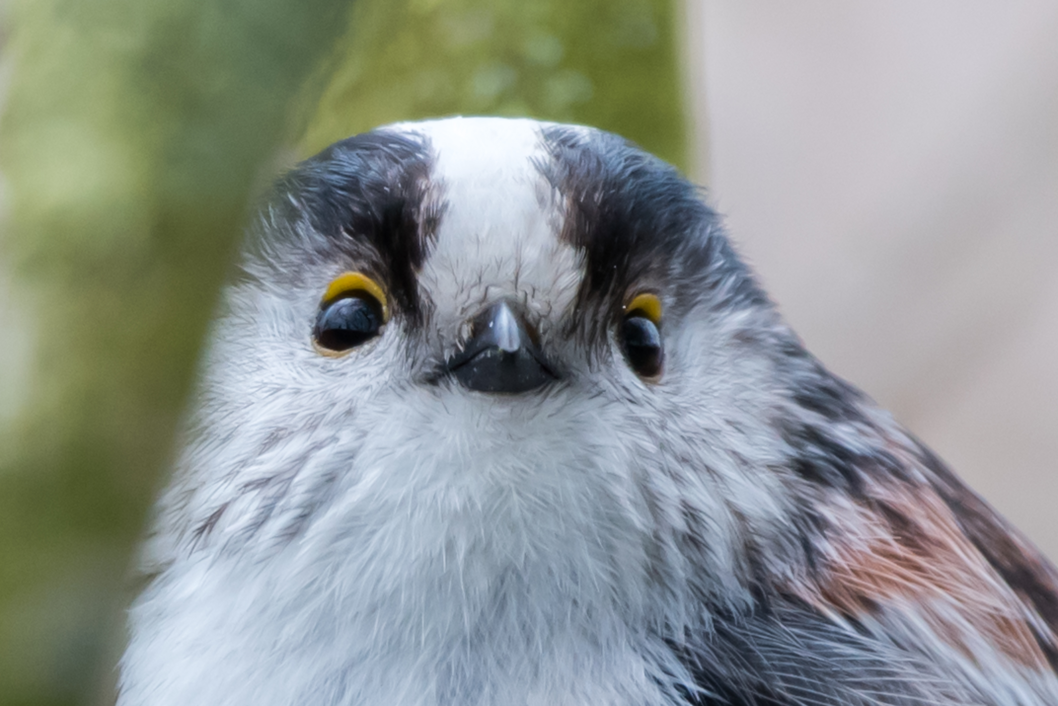 Comptage oiseaux des jardins